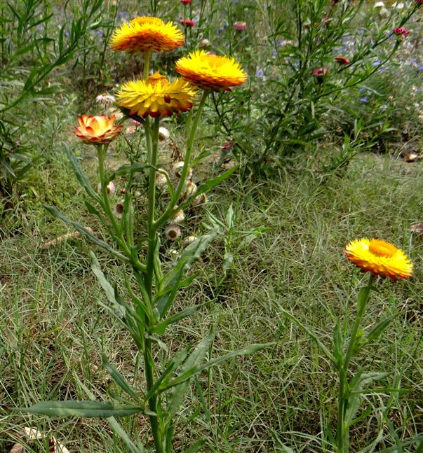 Xerochrysum bracteatum